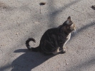 barn cat