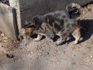 barn cat