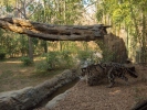 clouded leopards