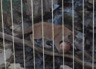 Cougar, playing with beach ball