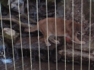 Cougar, playing with beach ball