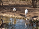 Siberian Crane