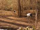 Siberian Crane