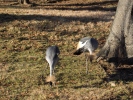 Crowned Crane