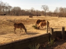 elands, zebras, ostriches