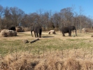 elephants