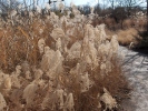 ornamental grasses