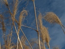 ornamental grasses