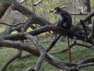 Schmidt's guenon