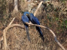 Hyacinth Macaw