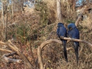 Hyacinth Macaw