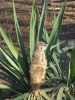 meercat