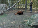 red panda